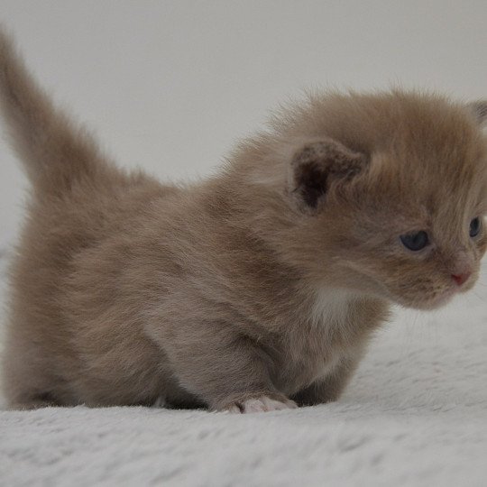 chaton Munchkin Longhair lilac bicolor Arsouille Chatterie de Kalinka lilac bicolor