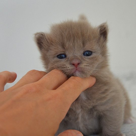 chaton Munchkin Longhair lilac bicolor Arsouille Chatterie de Kalinka lilac bicolor