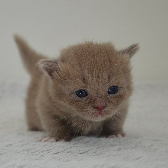 chaton Munchkin Longhair lilac bicolor Arsouille Chatterie de Kalinka lilac bicolor