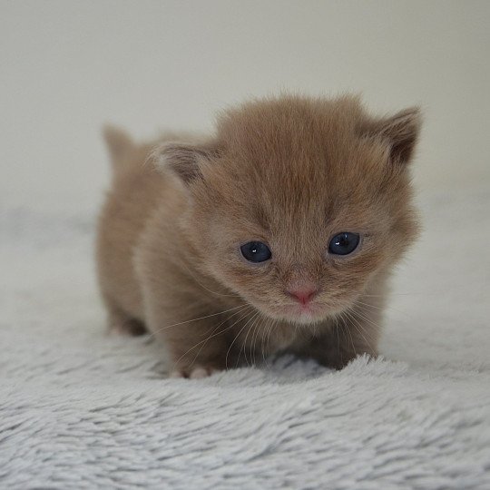 chaton Munchkin Longhair lilac bicolor Arsouille Chatterie de Kalinka lilac bicolor