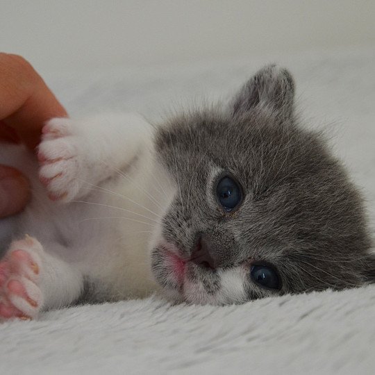 chaton Munchkin Longhair blue bicolor Atchoum Chatterie de Kalinka blue bicolor