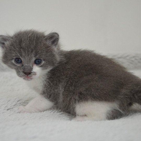 chaton Munchkin Longhair blue bicolor Atchoum Chatterie de Kalinka blue bicolor