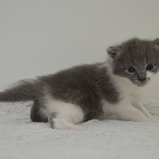 chaton Munchkin Longhair blue bicolor Atchoum Chatterie de Kalinka blue bicolor