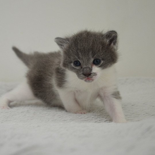 chaton Munchkin Longhair blue bicolor Atchoum Chatterie de Kalinka blue bicolor