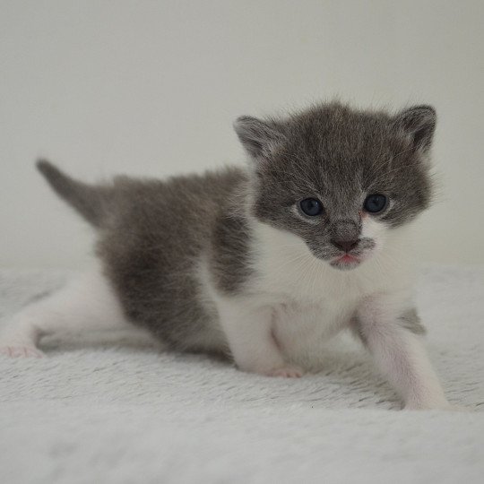 chaton Munchkin Longhair blue bicolor Atchoum Chatterie de Kalinka blue bicolor