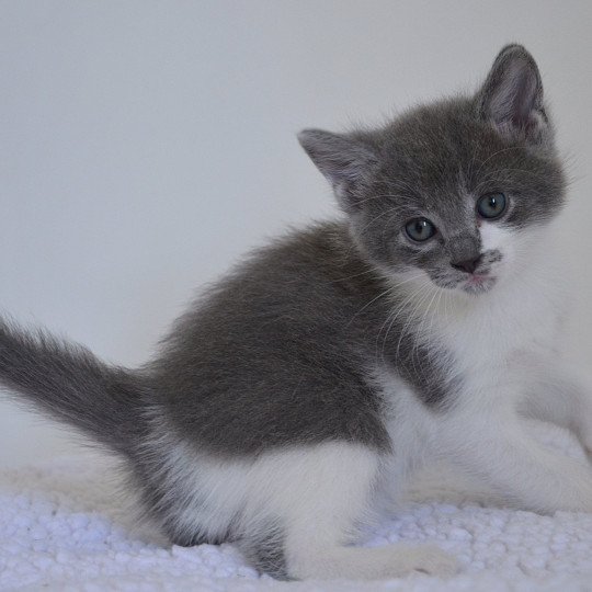 chaton Munchkin Longhair blue bicolor Atchoum Chatterie de Kalinka blue bicolor
