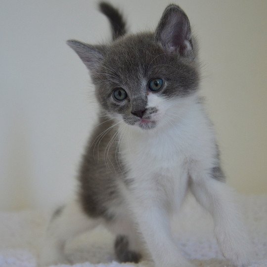 chaton Munchkin Longhair blue bicolor Atchoum Chatterie de Kalinka blue bicolor