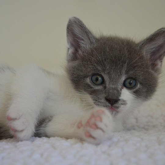 chaton Munchkin Longhair blue bicolor Atchoum Chatterie de Kalinka blue bicolor