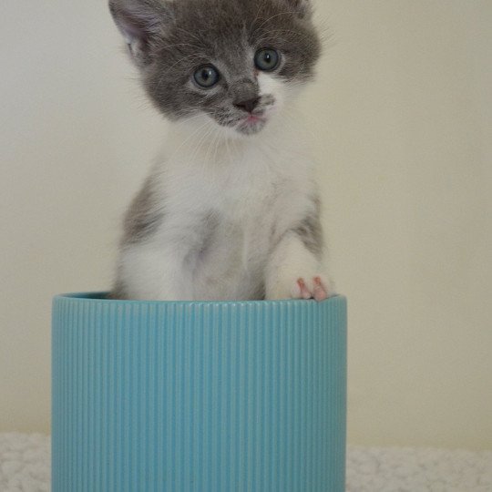 chaton Munchkin Longhair blue bicolor Atchoum Chatterie de Kalinka blue bicolor