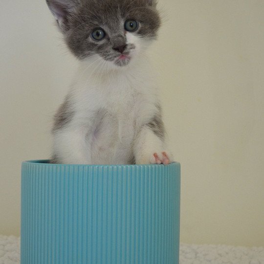 chaton Munchkin Longhair blue bicolor Atchoum Chatterie de Kalinka blue bicolor