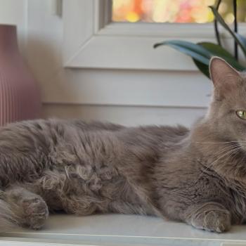 Austin Mâle Munchkin Longhair