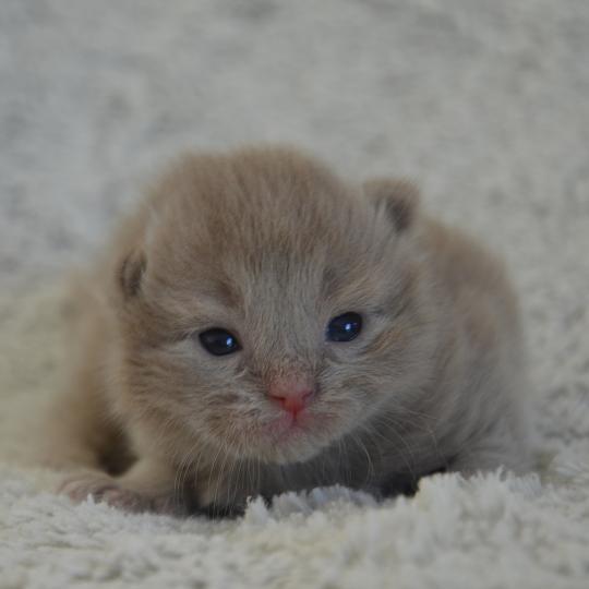 chaton Munchkin Longhair lilac Baggy de Kalinka Chatterie de Kalinka lilac 