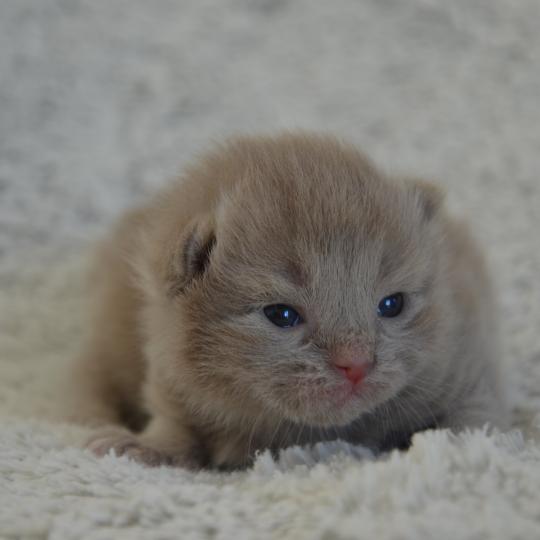 chaton Munchkin Longhair lilac Baggy de Kalinka Chatterie de Kalinka lilac 
