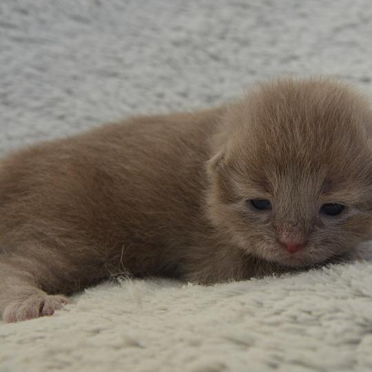 chaton Munchkin Longhair lilac Baggy de Kalinka Chatterie de Kalinka lilac 