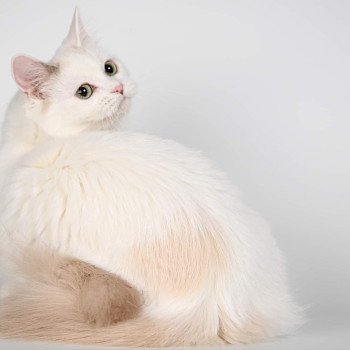 Davidoff's Darling Femelle Munchkin Longhair