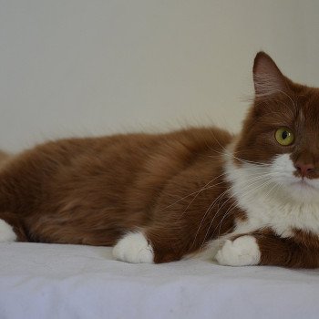 Domaine de Loustina Vilanelle Femelle Munchkin Longhair