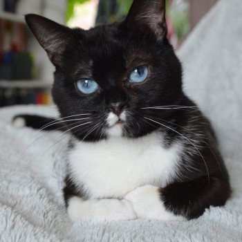 Ufocat's Hansel Mâle Munchkin Shorthair