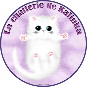 Chatterie De Kalinka Elevage De Chat British Longhair Munchkin Longhair Chatterie De Kalinka Elevage De Chat British Longhair Munchkin Longhair