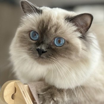 Broadview's Uzhou Femelle Sacré de Birmanie