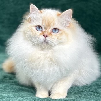 Broadview's Yummylicious Ezlyn Femelle Sacré de Birmanie