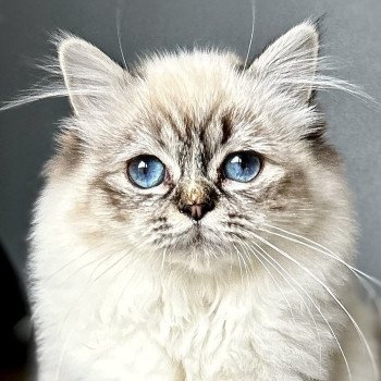 Broadview's Xtravagant Hazel Femelle Sacré de Birmanie