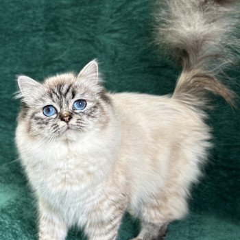 Broadview's Xtravagant Hazel Femelle Sacré de Birmanie