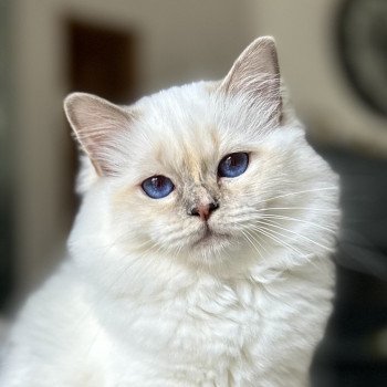 Broadview's Vibrant Stella Femelle Sacré de Birmanie