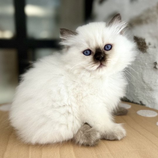 chaton Sacré de Birmanie chocolate point Chatterie Broadview's chocolate point