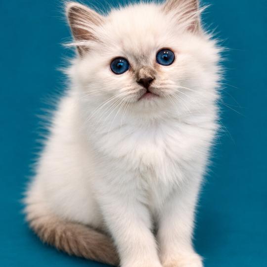 Broadview's Bleuenn Sakura Femelle Sacré de Birmanie