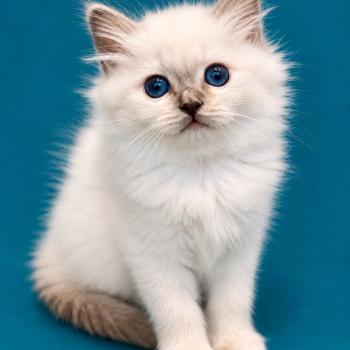 Broadview's Bleuenn Sakura Femelle Sacré de Birmanie