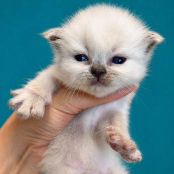 1er chaton (Portée Unknown mommy ❤ Unknown daddy) - Mâle blue point ❤️❤️❤️Beige Mâle Sacré de Birmanie