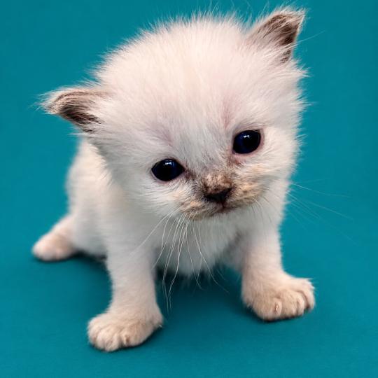 2e chaton (Portée Unknown mommy ❤ Unknown daddy) - Mâle blue point Menthe Mâle Sacré de Birmanie