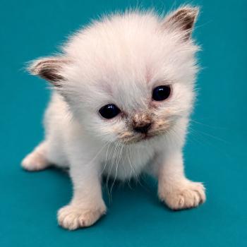 2e chaton (Portée Unknown mommy ❤ Unknown daddy) - Mâle blue point Menthe Mâle Sacré de Birmanie