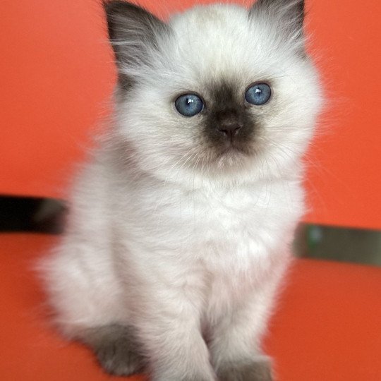 Broadview's Arawn Mâle Sacré de Birmanie