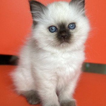 Broadview's Arawn Mâle Sacré de Birmanie