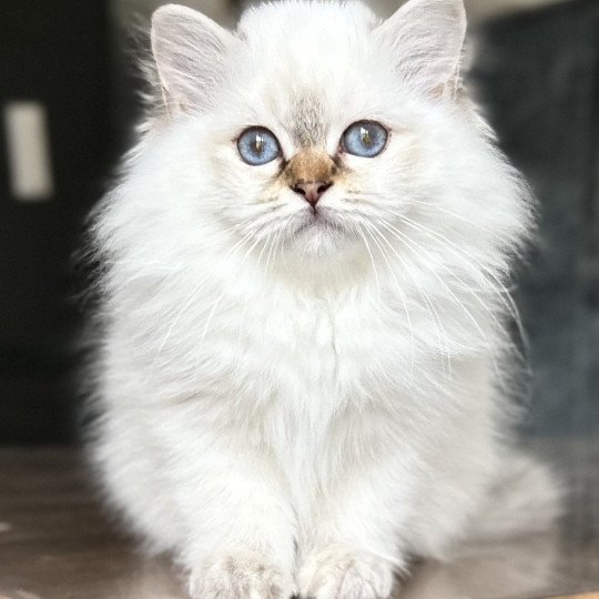 Broadview's Aelwynn Femelle Sacré de Birmanie