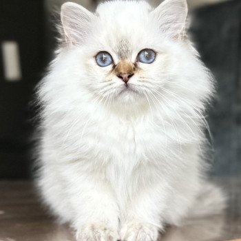 Broadview's Aelwynn Femelle Sacré de Birmanie