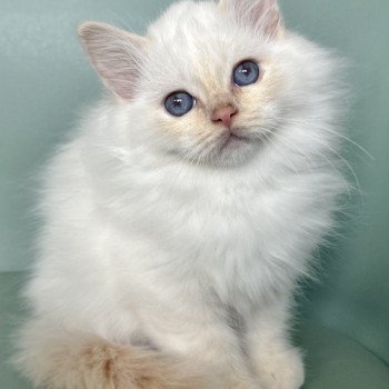 Broadview's Auren Mâle Sacré de Birmanie