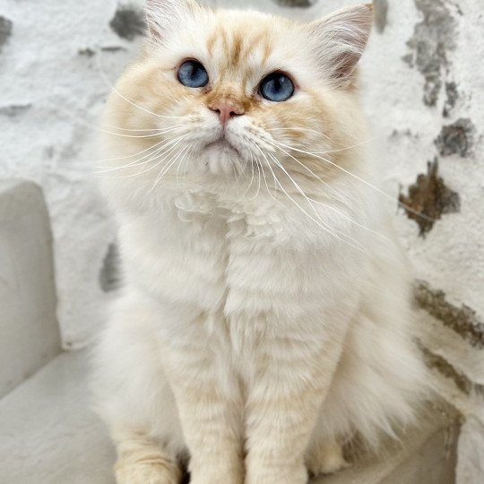 chat Sacré de Birmanie red tabby point I'm the only one Chatterie Broadview's red tabby point