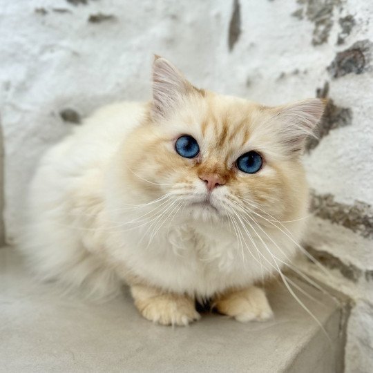 chat Sacré de Birmanie red tabby point I'm the only one Chatterie Broadview's red tabby point