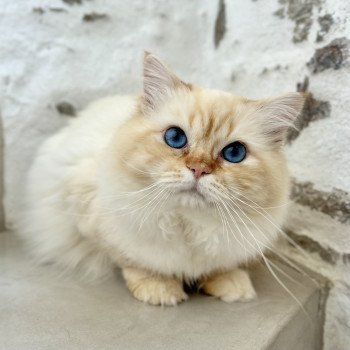 I'm the only one Mâle Sacré de Birmanie