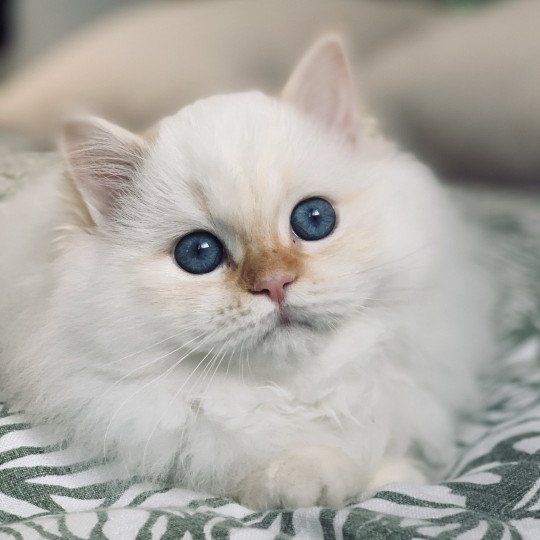 chat Sacré de Birmanie red tabby point I'm the only one Chatterie Broadview's red tabby point
