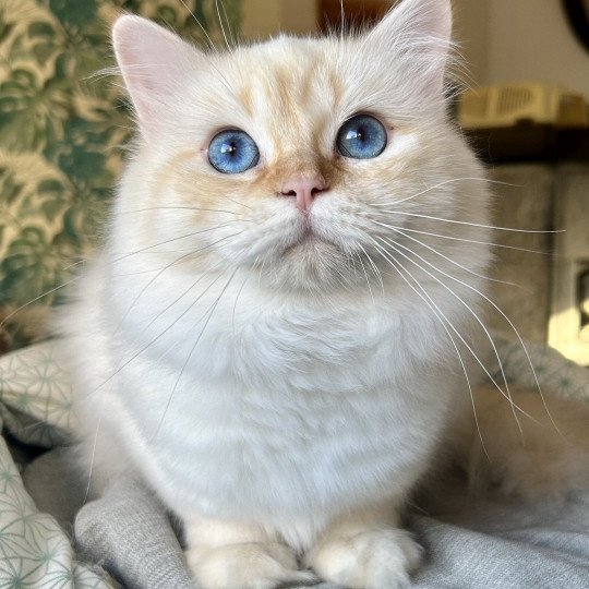 chat Sacré de Birmanie red tabby point I'm the only one Chatterie Broadview's red tabby point
