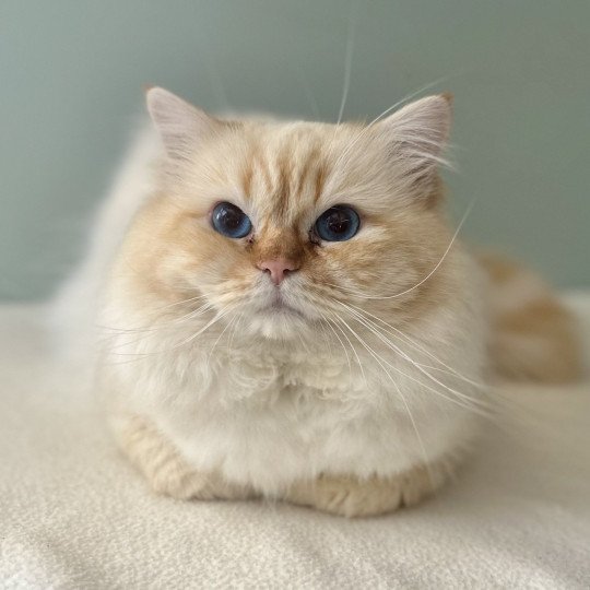 chat Sacré de Birmanie red tabby point I'm the only one Chatterie Broadview's red tabby point
