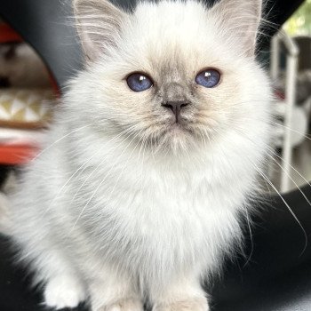 Broadview's Aelyra Femelle Sacré de Birmanie