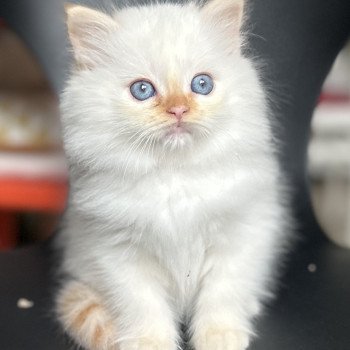 Broadview's Aldarion Mâle Sacré de Birmanie