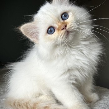 Broadview's Aedhen Mâle Sacré de Birmanie