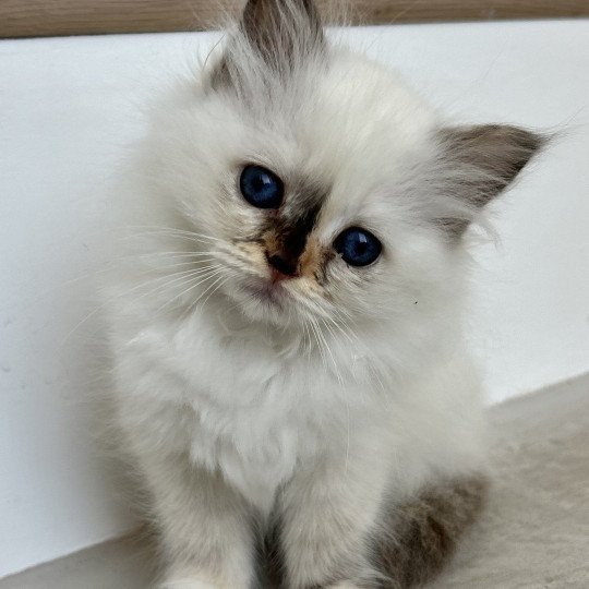 Broadview's Azelwyn Femelle Sacré de Birmanie