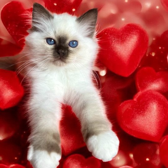 Broadview's Amaretto Mâle Sacré de Birmanie