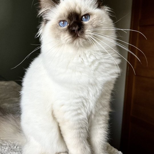 chaton Sacré de Birmanie chocolate point Amaretto Chatterie Broadview's chocolate point